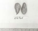Click for 1 image(s) for this accession. FRUIT